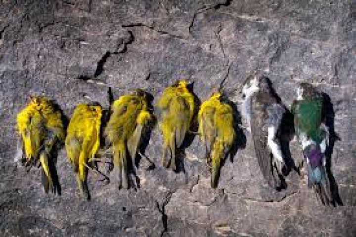 LSM Peringatkan Terhadap Keracunan Burung Setelah Beberapa Tubuh Burung Pipit Dan Merpati Ditemukan Mati di Malaysia