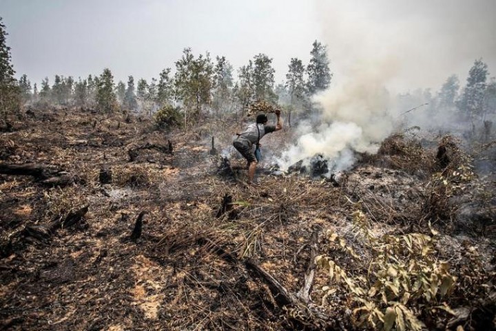Greenpeace Kritik Jokowi Akibat Luas Lahan yang Terbakar di Indonesia Jauh Lebih Besar Dari Ukuran Negara Belanda