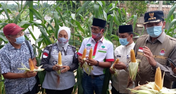 Ketua Umum SantanNU Rusli Ahmad dan Bendum SantanNU Alexander Pranoto mendampingi Walikota memanen jagung