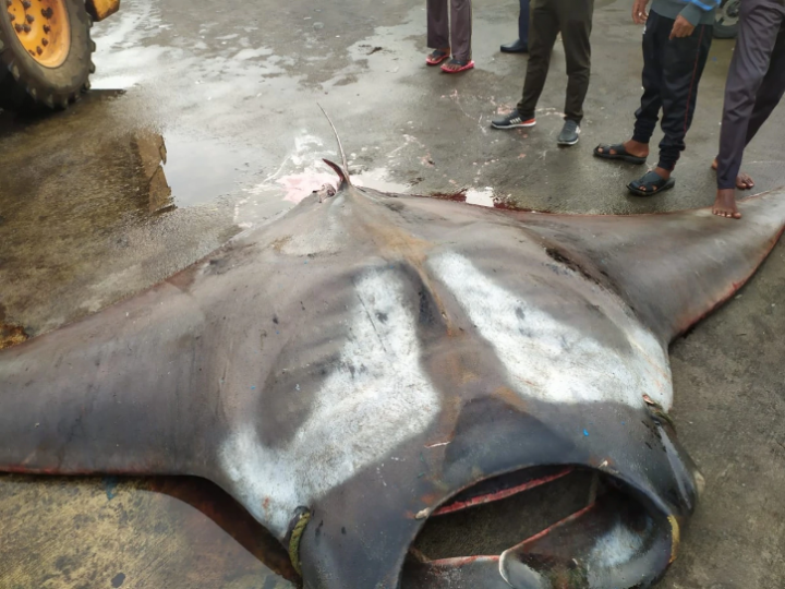 Dua Ikan Pari Raksasa Dengan Berat 750 kg Dan 250 kg Berhasil Ditangkap Nelayan India