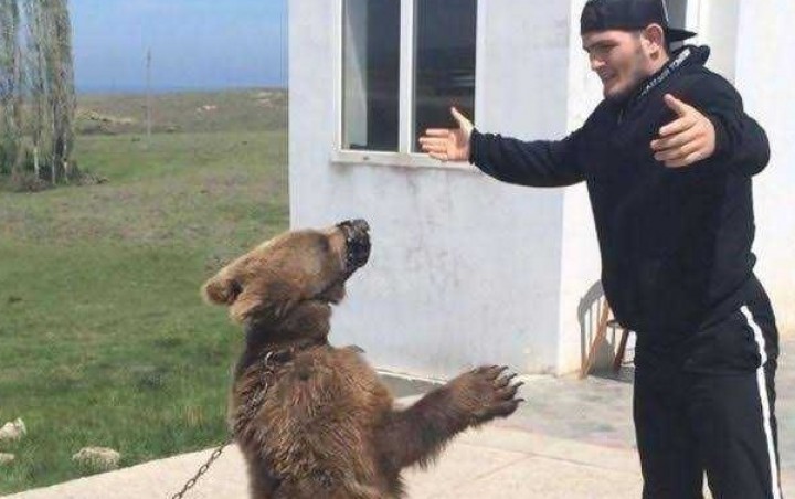 Khabib Nurmagomedov menjadikan beruang untuk tandem latihan.  Foto: int