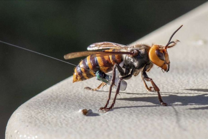 Ilmuwan AS Menemukan Sarang Lebah Pembunuh Pertama di Negara Itu
