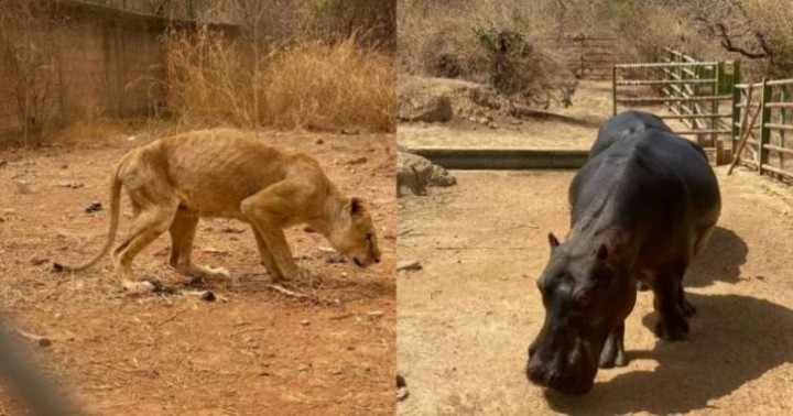 Gambar Menyedihkan Menunjukkan Hewan Liar Kelaparan dan Dalam Kondisi Menyedihkan di Kebun Binatang Afrika
