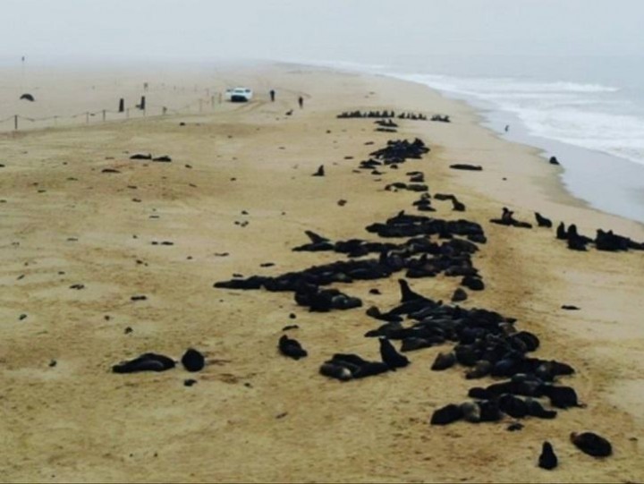 Kematian Massal Misterius, Sekitar 7.000 Anjing Laut Bulu Cape Ditemukan Mati Di Namibia