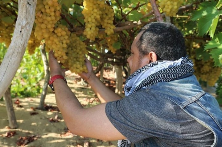 Walau Dijajah, Tanah Palestina Tumbuh Subur Anggur yang Menggiurkan (foto/int)