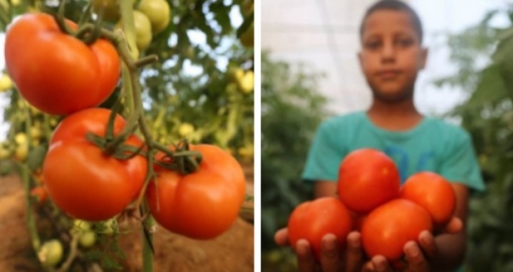 Palestina Musim Panen Tomat Menggiurkan, Netizen: Semoga Allah Berikan Kemerdekaan (foto/int)
