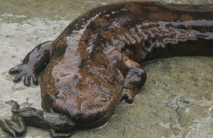 Salamander Andrias Davidianus Terancam Punah, Gara-gara Dimakan dan Dijadikan Obat Oleh China, Netizen Sebut Begini (foto/int)