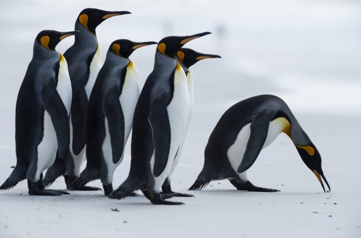 Gunung Es Terbesar di Dunia Ancam Suaka Penguin Terpencil