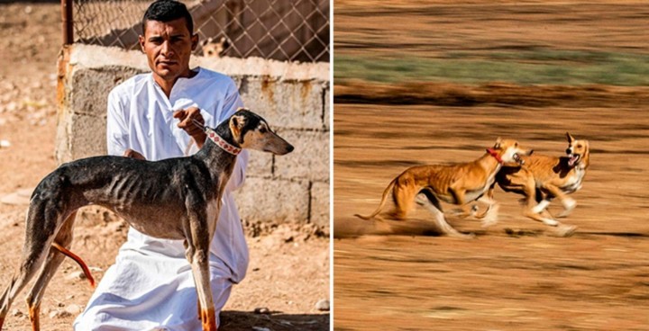 Meski Ditengah Pandemi dan Perang, Desa di Suriah Ini Tetap Melatih Anjing Pemburu