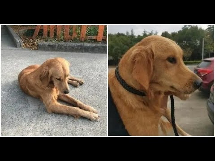 Ajaib, Anjing di China Ini Berjalan Sejauh 100 km Selama Dua Minggu, Hanya Untuk Kembali ke Rumah Pemiliknya