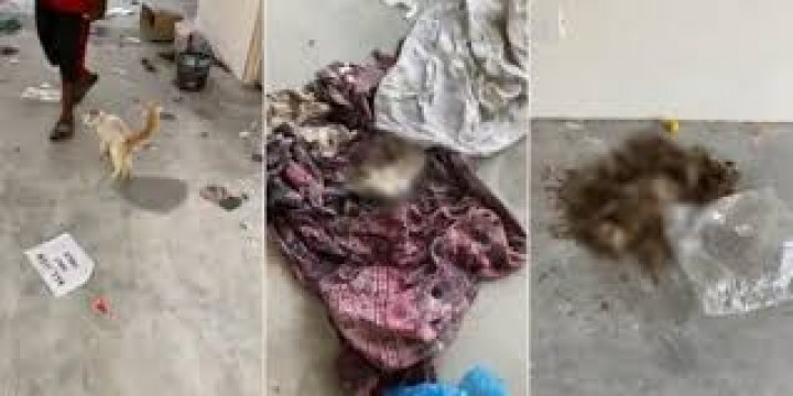 Tragis, Puluhan Kucing Ditemukan Mati Setelah Pria Tak Waras Meninggalkan Binatang Tersebut Mati Kelaparan di Bangunan Kosong di Kelantan