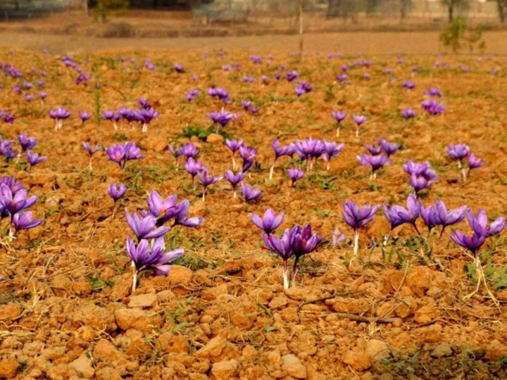 Begini Cara Para Petani Memanen Saffron, Bunga Termahal Di Dunia Dari Lembah Kashmir