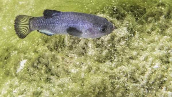 Ikan mungil ini hidup dalam air yang bersuhu tinggi.  Foto: int