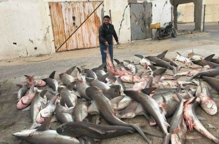 Setelah Depresi Musim Dingin, Nelayan Gaza Panen Ikan Hiu, Netizen: Rezeki Tak Terhingga (foto/int)