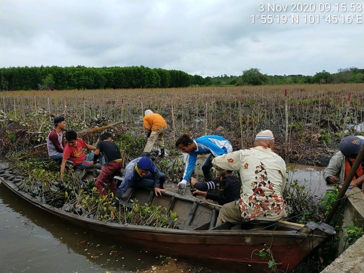 Program Padat Karya Mangrove di Kecamatan Rupat, Kabupaten Bengkalis, Provinsi Riau.  Foto: ist
