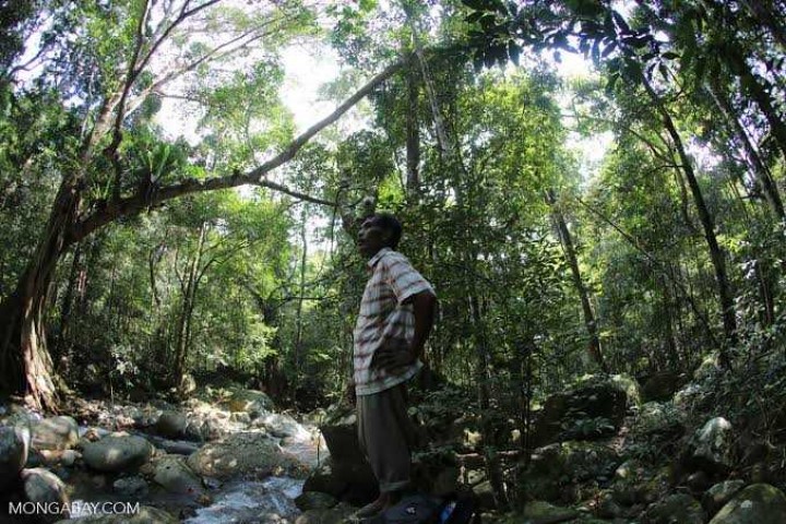 Ilustrasi hutan Papua yang masih asri.  Foto: int 