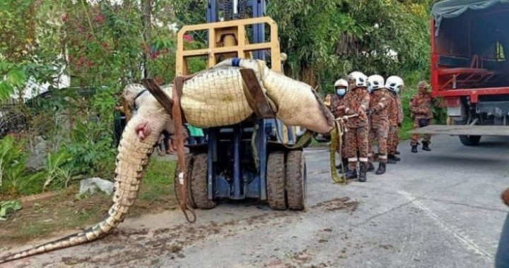 Buaya Seberat 800kg Ditemukan Dalam Saluran Pembuangan di Sarawak, Begini Penampakannya...