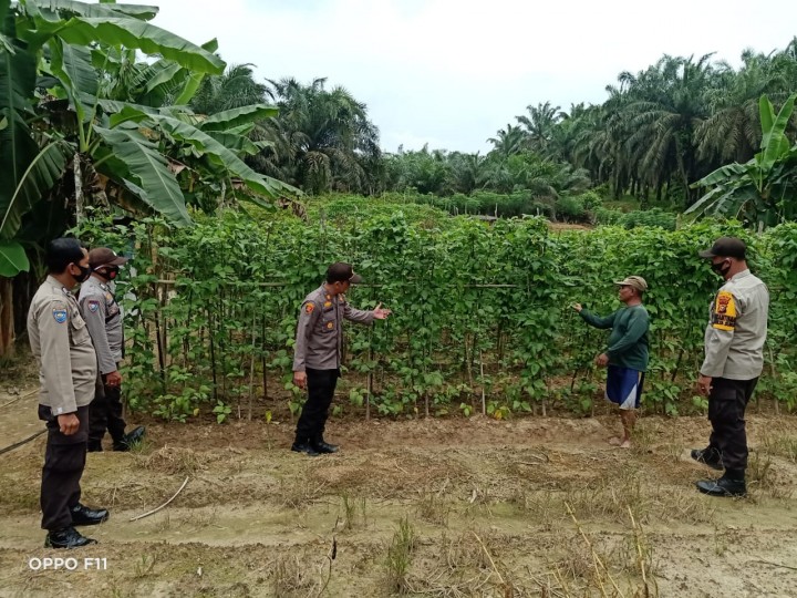Polsek Pangkalan Lesung Cek Ketahanan Pangan di Desa Mulya Subur