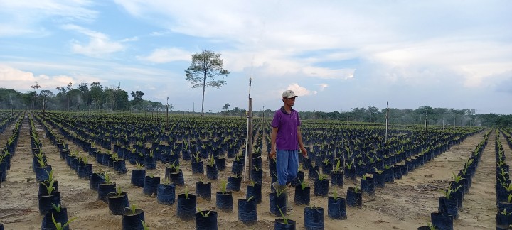 Kawasan pembibitan sawit PPKS Kebun Lado