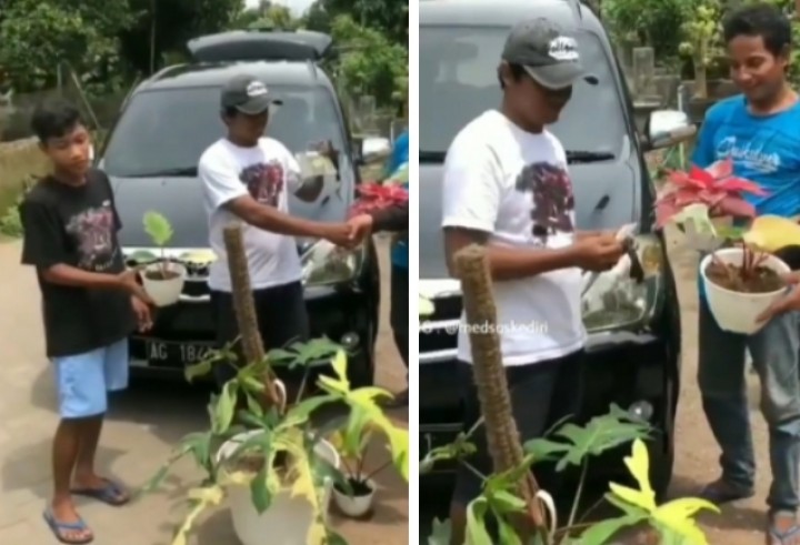 Viral Video Bunga Caladium Ditukar Mobil, Netizen Sebut Begini (foto/int)