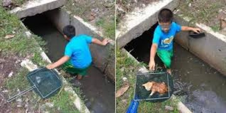 Kisah Anak Kecil Berani Menyelamatkan Anak Kucing yang Terjebak Di Saluran Pembuangan Jadi Viral di Malaysia