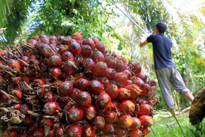 Sepekan Mendatang, Harga Sawit di Riau Turun Rp 20,90/Kg (foto/int)