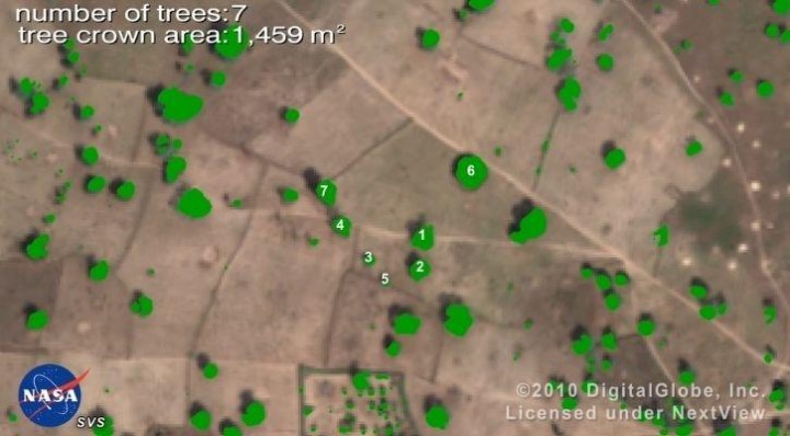 Ajaib, NASA Menemukan 1,8 Miliar Pohon Di Gurun Sahara  