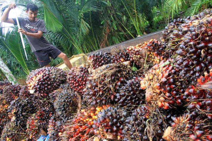 Ini Penyebab Turunnya Harga Sawit di Riau (foto/int)