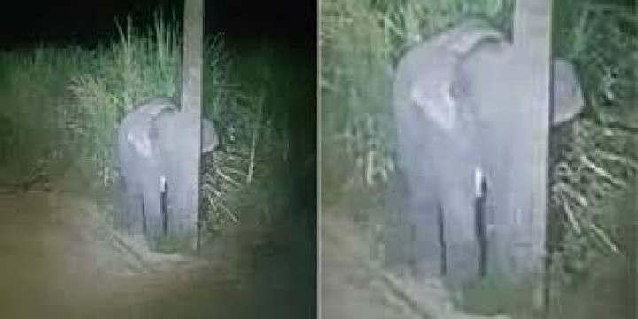 Lucu, Bayi Gajah Ini Bersembunyi di Balik Tiang Lampu Usai Kedapatan Makan Tebu