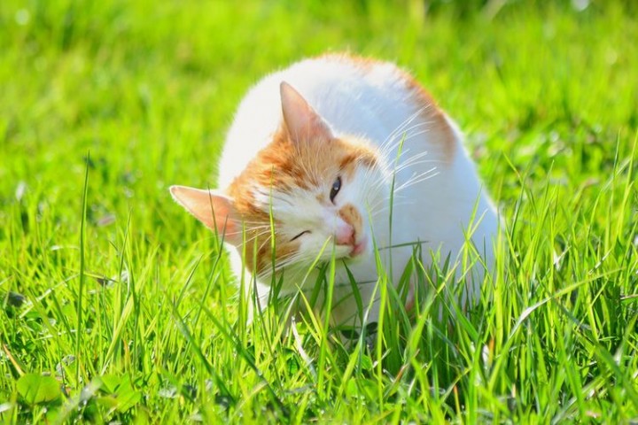 Jangan Kaget, Makan Rumput Ternyata Membantu Kucing Mengatasi Stres, Ini Alasannya...
