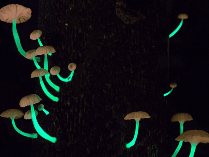 Spesies Jamur Baru yang Misterius Bersinar Seperti Cahaya Tumbuh Di Hutan Meghalaya