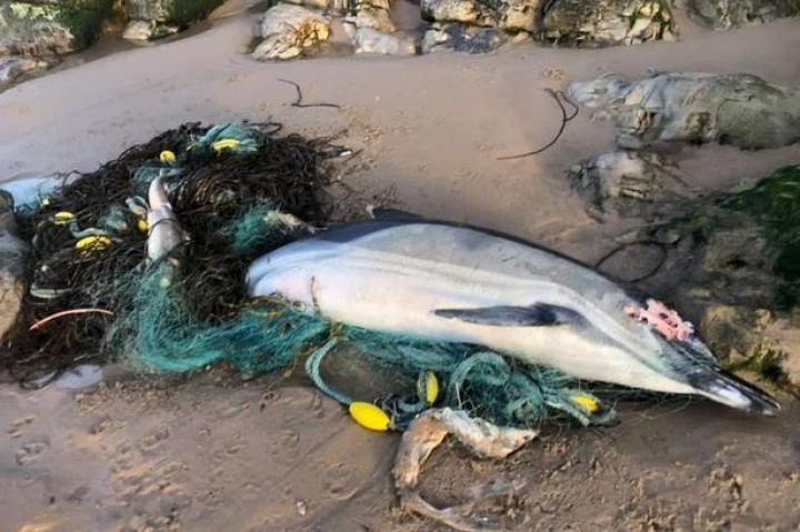 Tragis, Lumba-lumba Ini Ditemukan Mati Terjerat Jaring Ikan, Ditemukan Pengunjung Sudah Terdampar di Pantai
