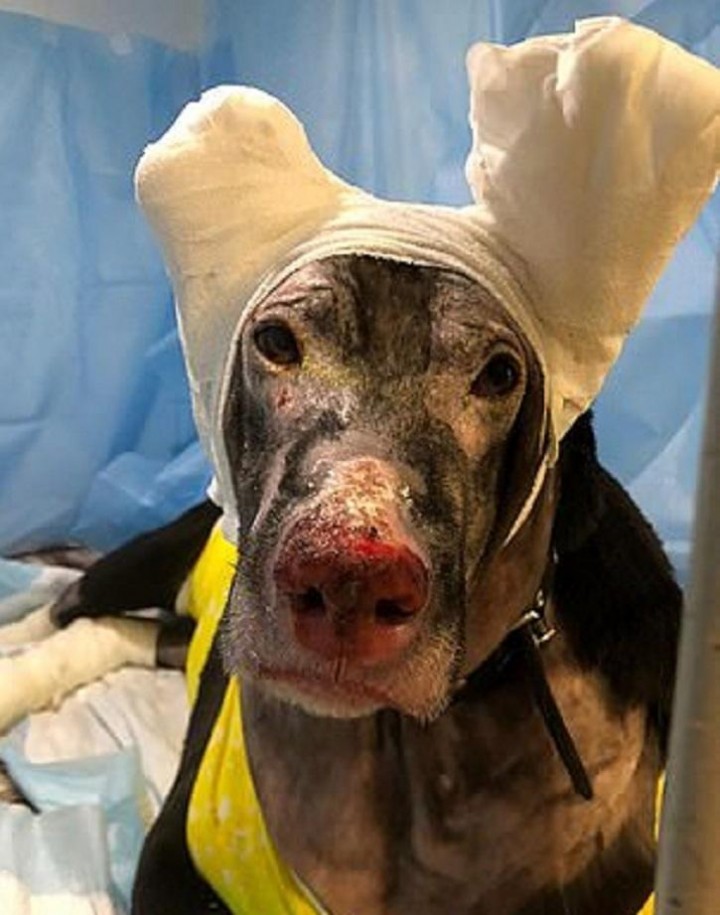 Seekor Anjing Dipuji Sebagai Pahlawan, Setelah Berhasil Menyelamatkan NyawaBanyak Orang  Saat Kebakaran di Sebuah Rumah Sakit Di Rusia