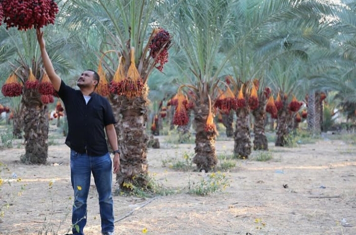 Kurma Merah Tumbuh Subur di Palestina, Netizen: Bumi yang Diberkahi (foto/int)