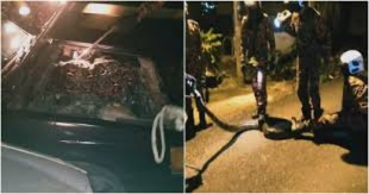 Mengerikan, Mekanik Ini Menemukan Python Berukuran Enam Meter Tengah Berbaring Di Mesin Mobil di Pontian