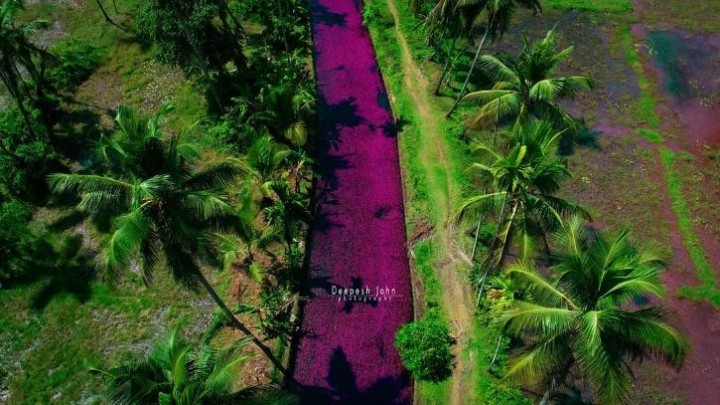 Sebuah Sungai Di Kerala Telah Berubah Menjadi Warna Merah Muda, Ternyata Ini Penyebabnya....
