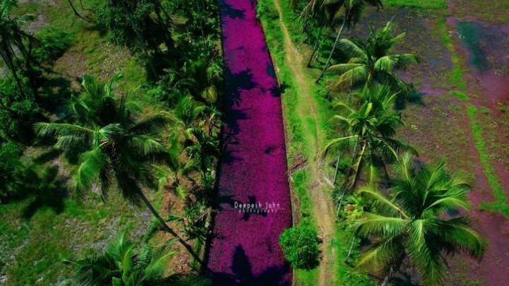 Sebuah Sungai Di Kerala Telah Berubah Menjadi Warna  Merah  