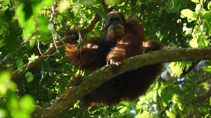 Orangutan Tapanuli Akhirnya Dilepasliarkan Setelah Masuk ke Desa Untuk Mencari Makan