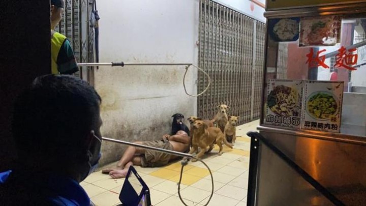Kisah Pria Tunawisma Dilindungi Anjing Liar Jadi Viral di Malaysia