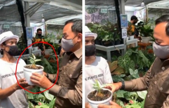 Walikota Bogor kaget harga bunga janda bolong Rp80 juta (foto/int)