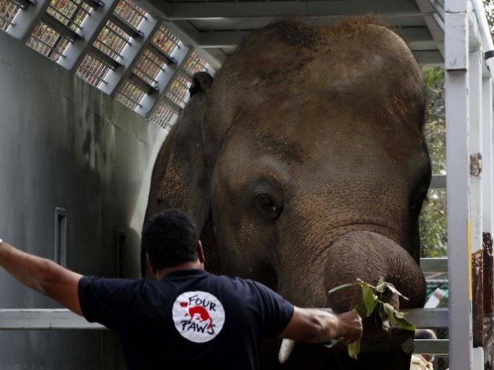 Kisah Kaavan, Gajah Paling Kesepian di Dunia yang Berjalan Lebih Dari 4.150 KM Dari Pakistan Ke Kamboja