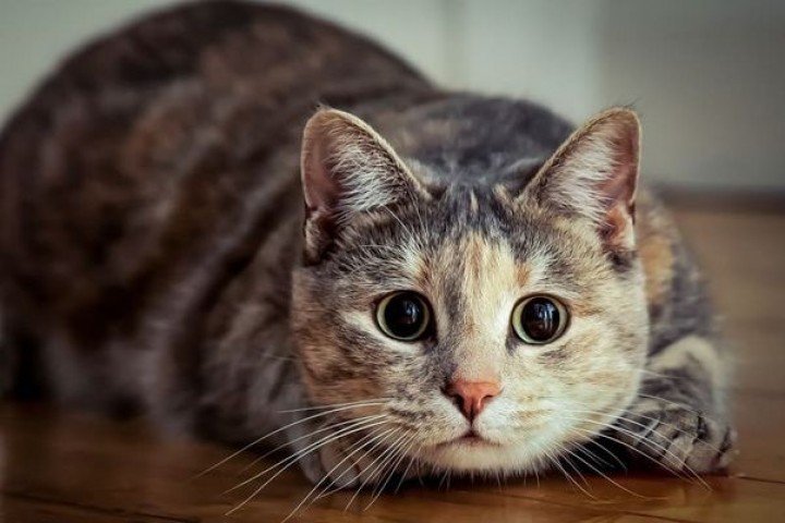Ada Alasan Kenapa Kucing Takut Mentimun, Tapi Jangan Anggap Itu Lucu...