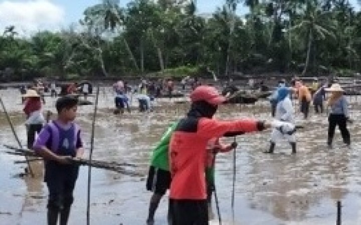 Kelompok masyarakat tani pesisir dilibatkan dalam kegiatan padat karya mangrove. Foto: ist