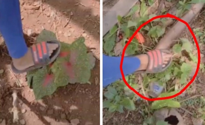 Viral Video Wanita Injak-injak Bunga Keladi Karena Banyak Tumbuh Dekat Rumahnya, Netizen Sebut Begini (foto/int)