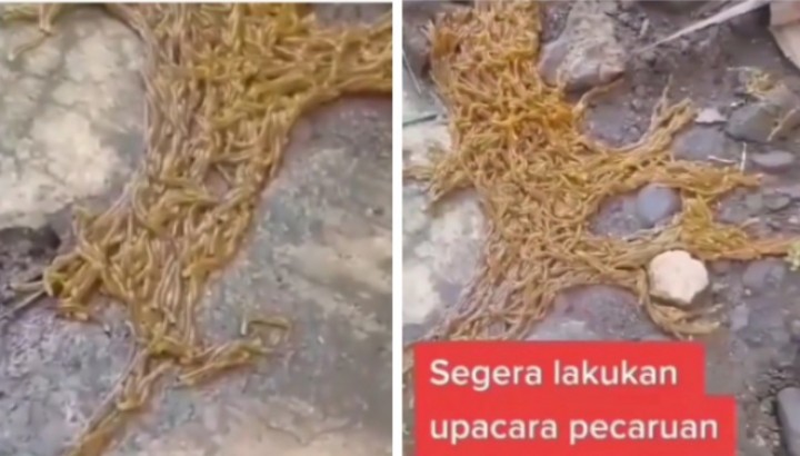 Viral Video Lulut Emas Keluar Dari Rumah, Netizen Sebut Begini (foto/int)