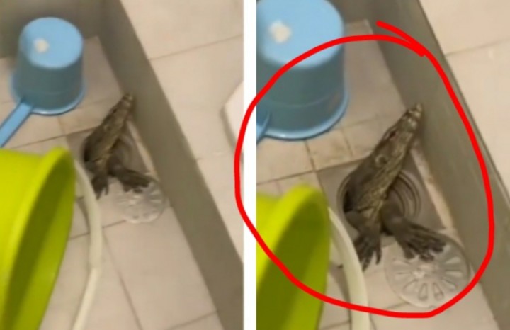 Viral Biawak Keluar Dari Lubang Pembuangan Air di WC, Netizen Sebut Begini (foto/int)