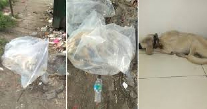 Tragis, Alami Cedera Parah, Anjing Ini Dibuang Dalam Kantong Plastik dan Ditinggal Sampai Mati Oleh Dua Orang Pria 