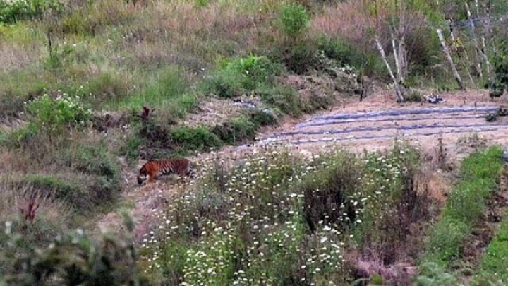 Salah satu harimau yang terpantau tengah berkeliaran di ladang milik masyarakat di Sumatera Barat. Foto: int 