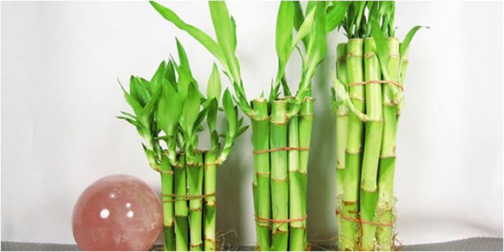 Bambu Air (net) 