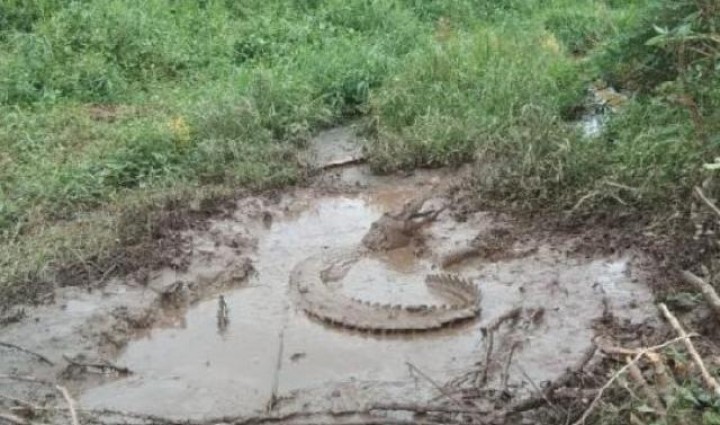 Penampakan buaya yang dijerat warga karena sering memakan ikan dalam keramba. Foto: antara 